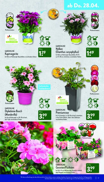 Dipladenia-Busch (Mandevilla)