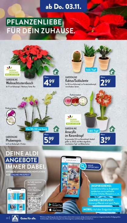 Amaryllis im Keramiktopf