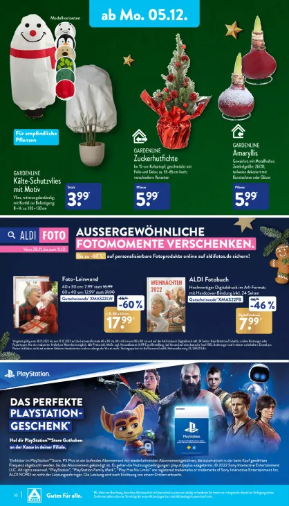 Amaryllis (Hippeastrum)