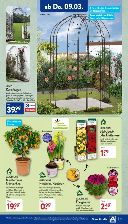 Edel-, Beet- oder Kletterrose