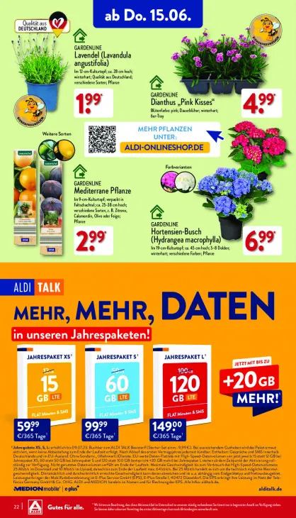 Dianthus „Pink Kisses“