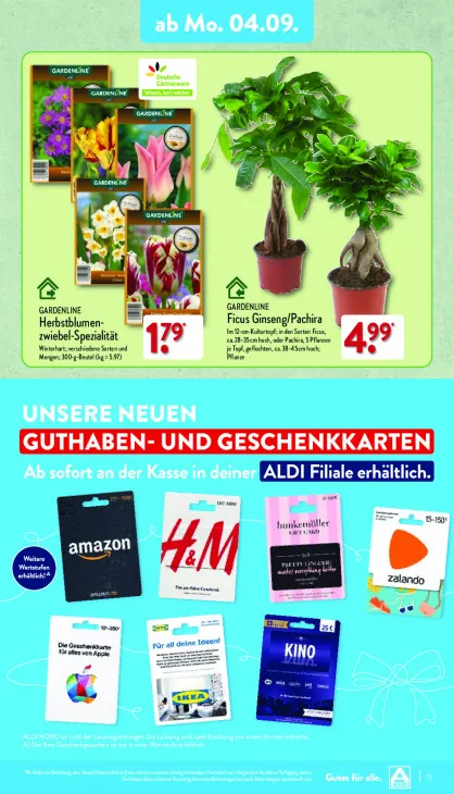 Ficus Ginseng/Pachira