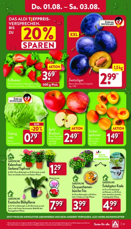 Chrysanthemen-büsche-Trio