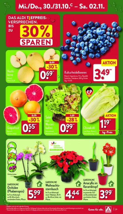 Amaryllis im Keramiktopf