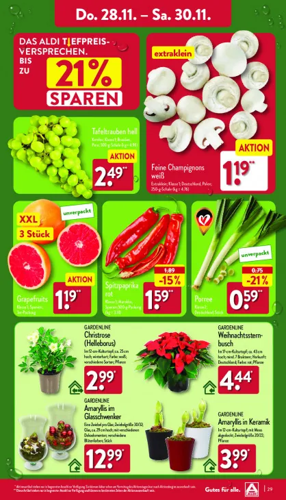 Amaryllis im Glasschwenker