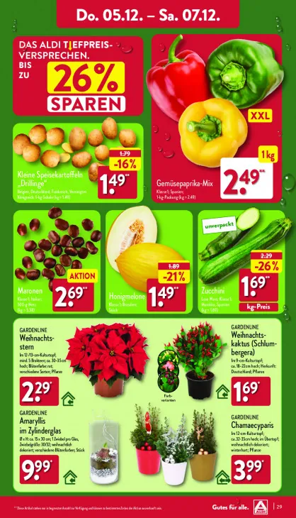 Amaryllis im Zylinderglas