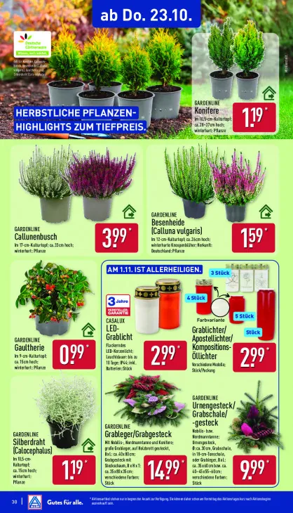 Besenheide (Calluna vulgaris)