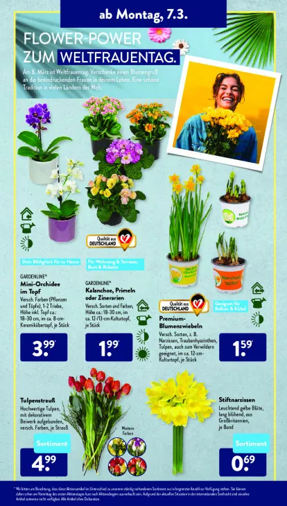 Kalanchoe, Primeln oder Zinerarien