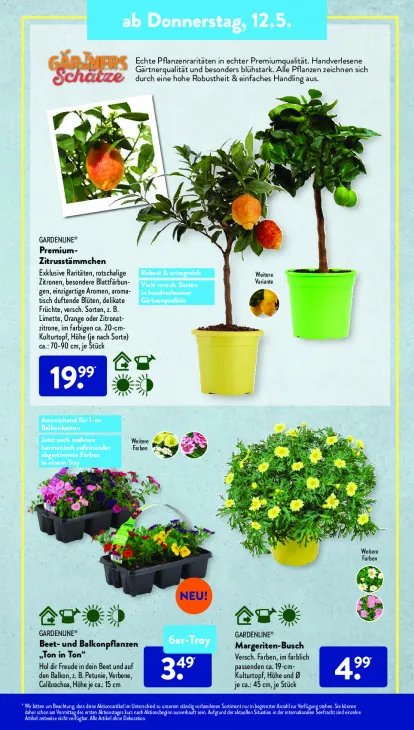 Beet- und Balkonpflanzen "Ton in Ton"