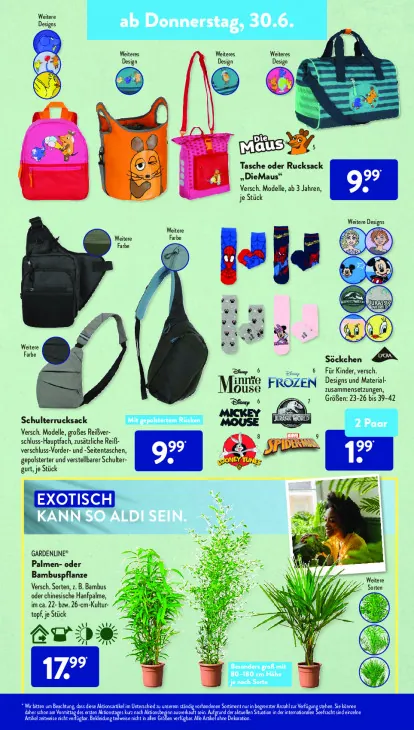 Palmen- oder Bambuspflanze