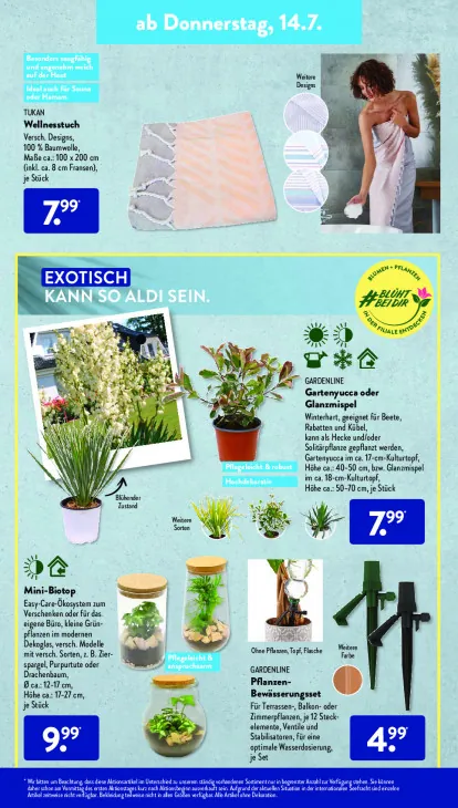 Gartenyucca oder Glanzmispel