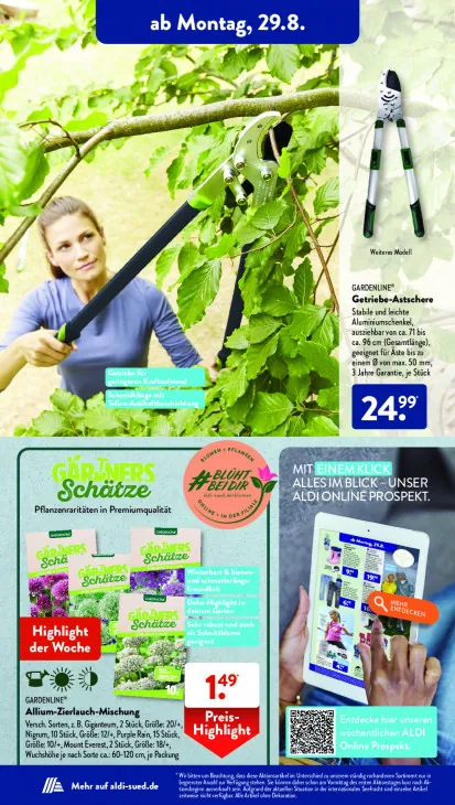 Allium-Zierlauch-Mischung