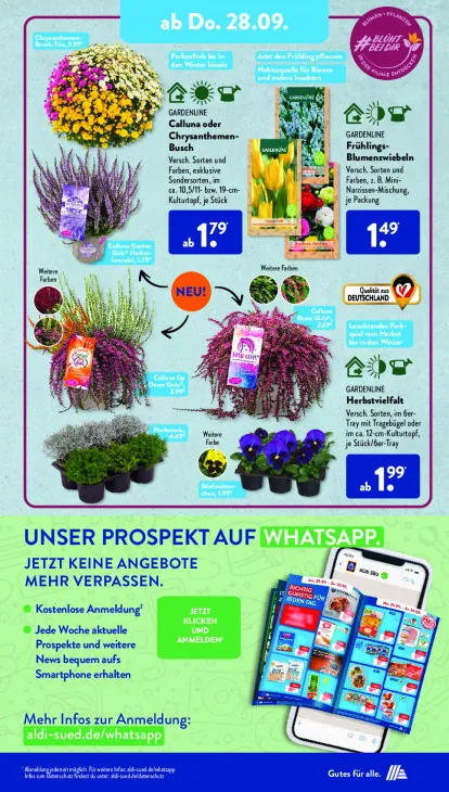 Calluna oder Chrysanthemen-Busch