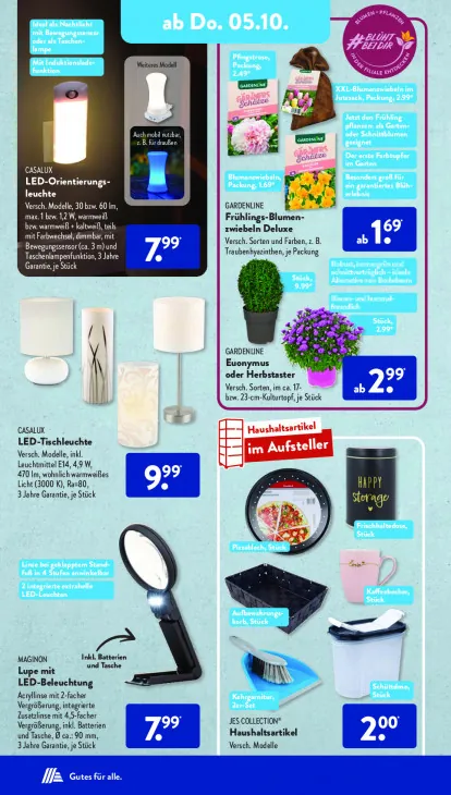 Euonymus oder Herbstaster