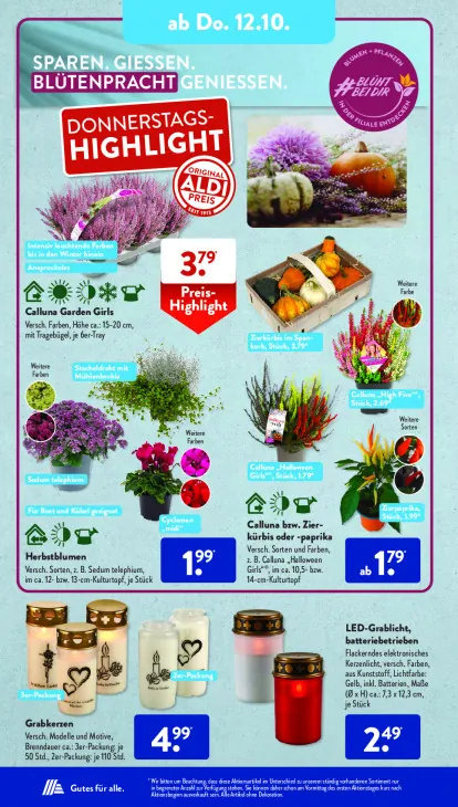 Calluna bzw. Zierkürbis oder -paprika