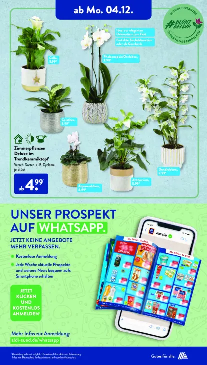 Zimmerpflanzen Deluxe im Trendkeramiktopf