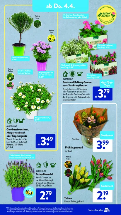 Beet- und Balkonpflanzen oder Strukturpflanzen