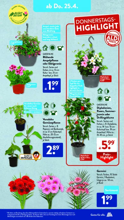 Blühende Ampelpflanze oder Edelgeranie