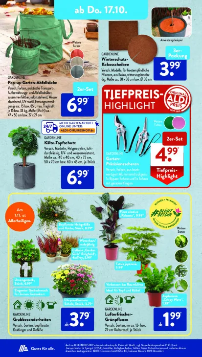 Asplenium "Crispy Wave"