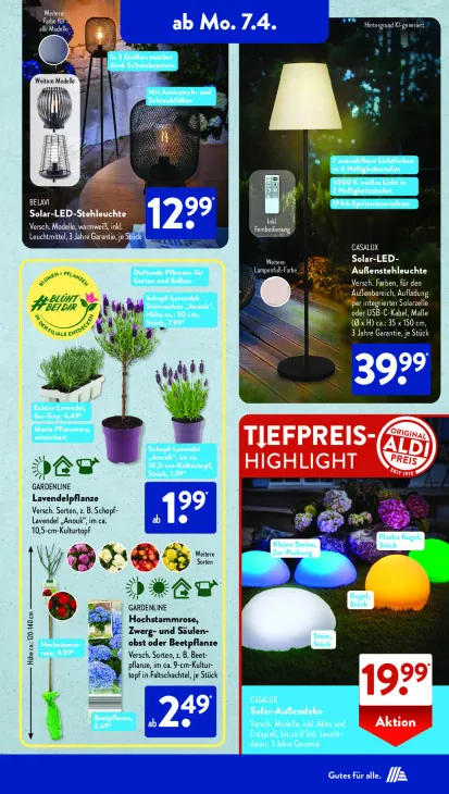 Hochstammrose, Zwerg- und Säulenobst oder Beetpflanze