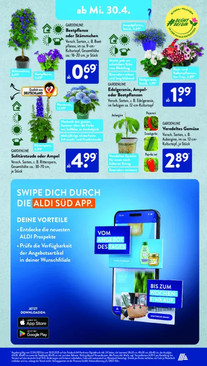 Beetpflanze oder Stämmchen