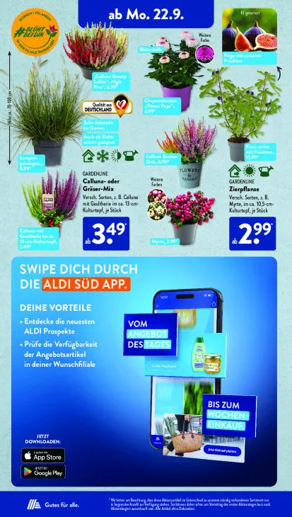 Calluna Beauty Ladies "High Five"