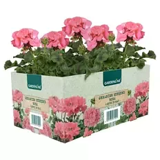 Beet- & Balkonpflanzen, Geranie rosa