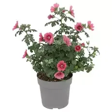 Beet- und Balkonpflanzen, Scheinmalve