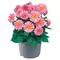 Beetpflanze, Dahlie rosa