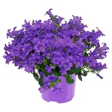 Campanula, Blau