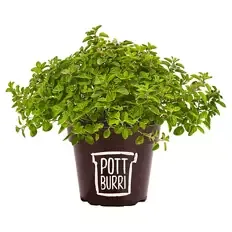 Gourmet-Kräuter Mix, Pizza-Oregano