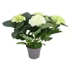 Hortensien Busch weiß