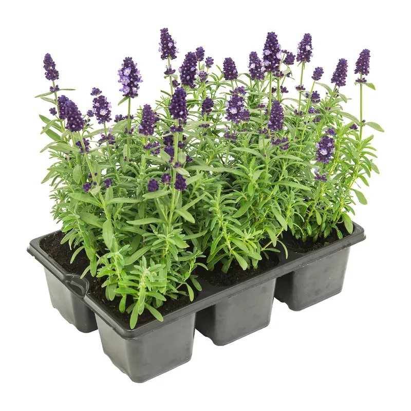 Lavendel