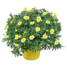 Margeriten Busch, gelb