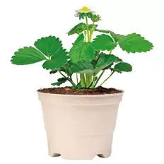 Pflanzenstarter im kompostierbaren Topf, Erdbeere