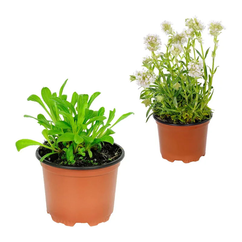 Stauden-Frühjahrssortiment