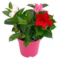 Dipladenie Busch Trio