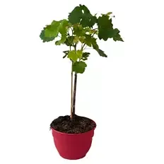 Fruchtgehölze Schalen - Vitis