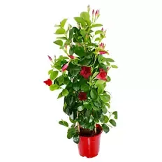 GARDENLINE Dipladenie rot