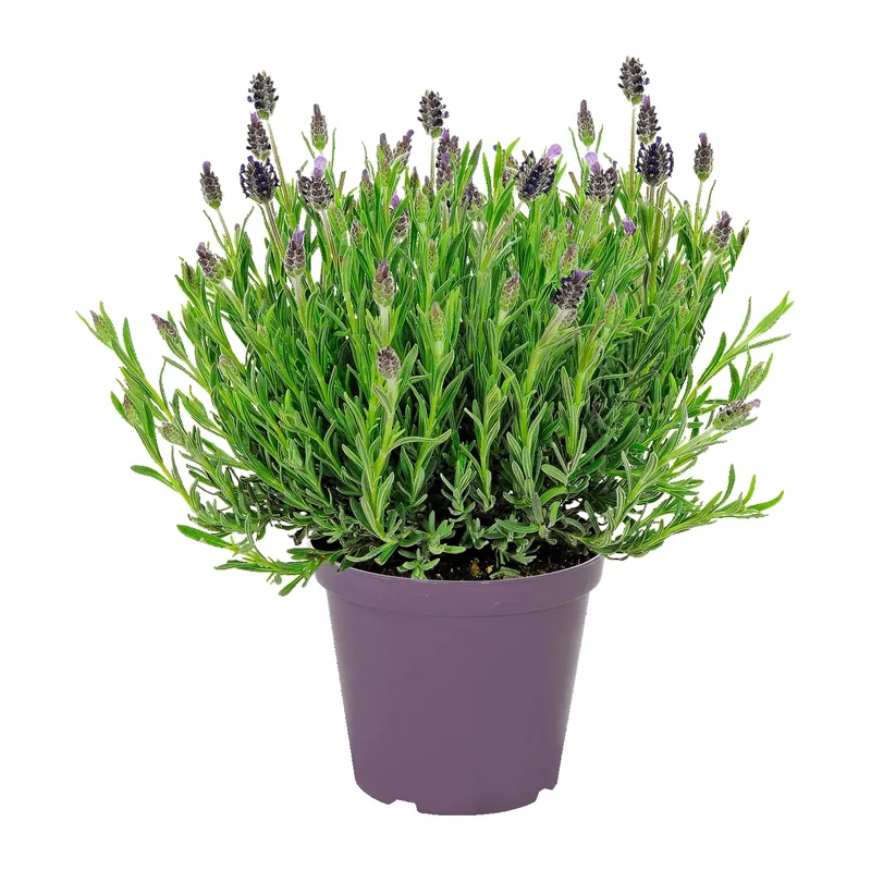 Schmetterlingslavendel