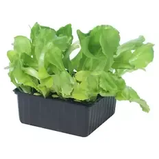 Sommerbeetgemüse, Eissalat