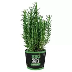 Grill- und Cocktailkräuter, Rosmarin