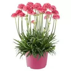 Calibrachoa, Double Pink