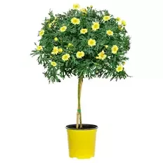 Margeritenstämmchen, gelb