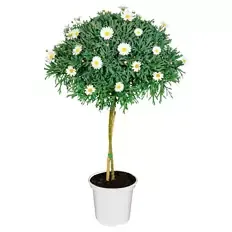 Margeritenstämmchen, weiß