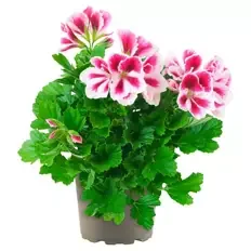 Ampelpflanzen Pelargonium Mix