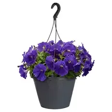 Ampelpflanzen Petunia Mix