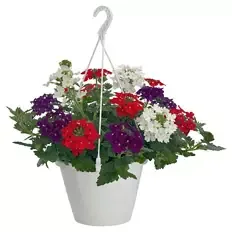 Ampelpflanzen Verbena Mix