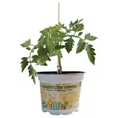 Gemüse veredelt, Strauchtomate