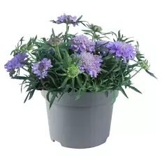 Stauden im Potcover, Scabiosa